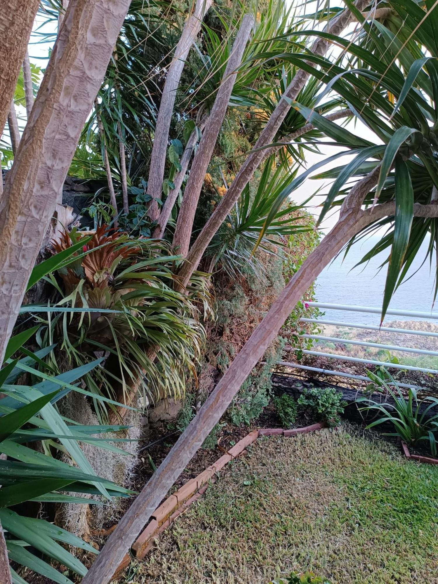 Вилла Moradia T2 Madeira Фуншал Экстерьер фото